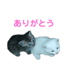 ちょいぽちゃ猫ミライくん。（個別スタンプ：1）