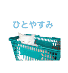 ちょいぽちゃ猫ミライくん。（個別スタンプ：11）