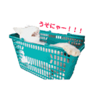 ちょいぽちゃ猫ミライくん。（個別スタンプ：12）