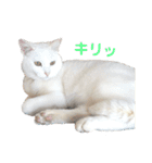 ちょいぽちゃ猫ミライくん。（個別スタンプ：19）