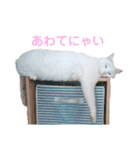 ちょいぽちゃ猫ミライくん。（個別スタンプ：20）