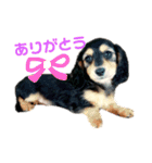 ダックスフンド★クレアの日常スタンプNo.1（個別スタンプ：2）
