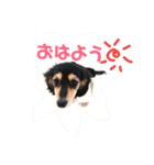 ダックスフンド★クレアの日常スタンプNo.1（個別スタンプ：5）