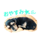 ダックスフンド★クレアの日常スタンプNo.1（個別スタンプ：6）