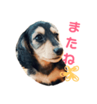 ダックスフンド★クレアの日常スタンプNo.1（個別スタンプ：9）