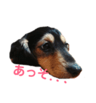 ダックスフンド★クレアの日常スタンプNo.1（個別スタンプ：13）