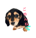 ダックスフンド★クレアの日常スタンプNo.1（個別スタンプ：14）