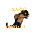 ダックスフンド★クレアの日常スタンプNo.1（個別スタンプ：16）