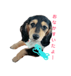 ダックスフンド★クレアの日常スタンプNo.1（個別スタンプ：19）