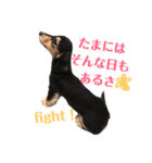 ダックスフンド★クレアの日常スタンプNo.1（個別スタンプ：24）