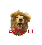 ダックスフントのミラです。（個別スタンプ：3）