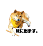 柴犬のしずく 第3弾（個別スタンプ：1）