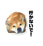 柴犬のしずく 第3弾（個別スタンプ：2）