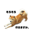 柴犬のしずく 第3弾（個別スタンプ：3）