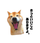柴犬のしずく 第3弾（個別スタンプ：4）