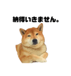 柴犬のしずく 第3弾（個別スタンプ：5）