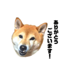 柴犬のしずく 第3弾（個別スタンプ：6）