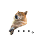 柴犬のしずく 第3弾（個別スタンプ：7）