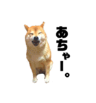 柴犬のしずく 第3弾（個別スタンプ：8）