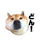 柴犬のしずく 第3弾（個別スタンプ：9）