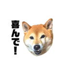 柴犬のしずく 第3弾（個別スタンプ：10）