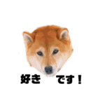 柴犬のしずく 第3弾（個別スタンプ：11）