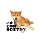 柴犬のしずく 第3弾（個別スタンプ：12）