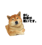柴犬のしずく 第3弾（個別スタンプ：13）