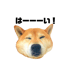 柴犬のしずく 第3弾（個別スタンプ：14）