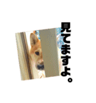 柴犬のしずく 第3弾（個別スタンプ：15）
