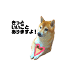 柴犬のしずく 第3弾（個別スタンプ：16）