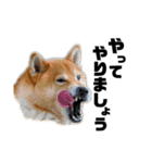 柴犬のしずく 第3弾（個別スタンプ：17）