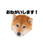柴犬のしずく 第3弾（個別スタンプ：18）