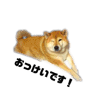 柴犬のしずく 第3弾（個別スタンプ：21）