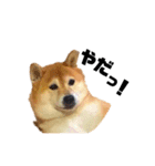 柴犬のしずく 第3弾（個別スタンプ：23）