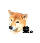 柴犬のしずく 第3弾（個別スタンプ：24）