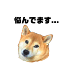 柴犬のしずく 第3弾（個別スタンプ：27）