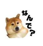 柴犬のしずく 第3弾（個別スタンプ：28）