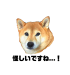 柴犬のしずく 第3弾（個別スタンプ：30）