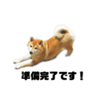 柴犬のしずく 第3弾（個別スタンプ：31）
