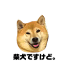 柴犬のしずく 第3弾（個別スタンプ：32）