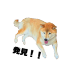 柴犬のしずく 第3弾（個別スタンプ：34）