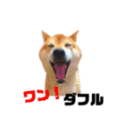 柴犬のしずく 第3弾（個別スタンプ：35）