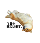 柴犬のしずく 第3弾（個別スタンプ：36）