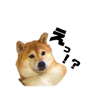 柴犬のしずく 第3弾（個別スタンプ：37）