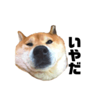柴犬のしずく 第3弾（個別スタンプ：38）
