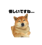 柴犬のしずく 第3弾（個別スタンプ：39）