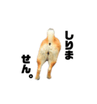 柴犬のしずく 第3弾（個別スタンプ：40）