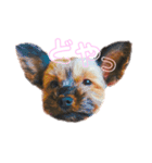 ヨーキーのチェリー（個別スタンプ：1）