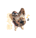 ヨーキーのチェリー（個別スタンプ：2）